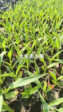 高度25厘米黄金菊