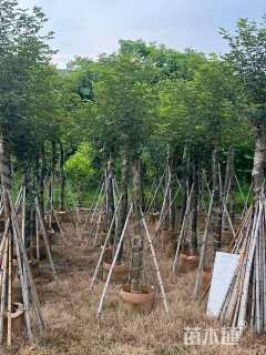 12公分黄花风铃木