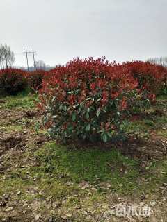 冠幅80厘米红叶石楠球