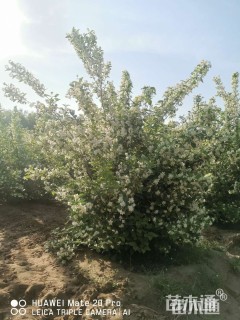 高度150厘米太平花