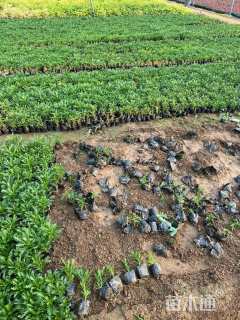 高度10厘米黄金菊