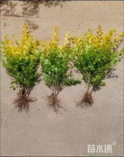 高度40厘米金森女贞小苗