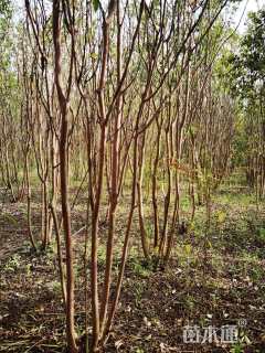 高度250厘米丛生紫薇