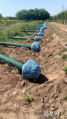 15公分嫁接垂柳