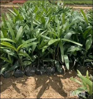 裸干高60厘米小叶棕竹