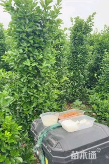 高度180厘米大叶黄杨柱