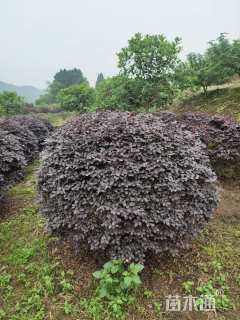 冠幅80厘米红花继木球