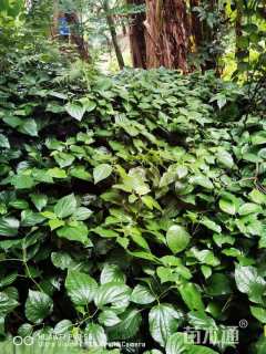 高度1厘米观赏谷子