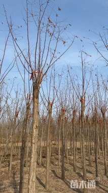 10公分嫁接香花槐