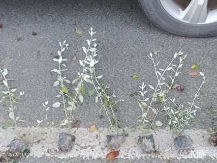 高度40厘米灌从石蚕