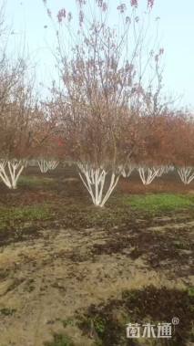 高度700厘米丛生茶条槭