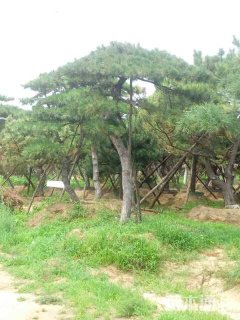 高度111厘米油松