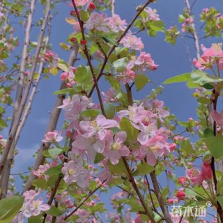 高度150厘米郁李