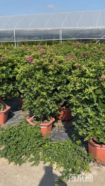 冠幅60厘米三角梅球