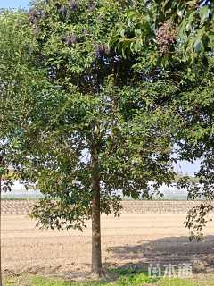 15公分大叶女贞