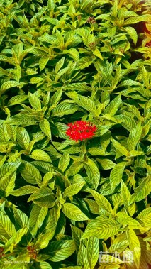 高度20厘米五星花