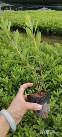 高度20厘米毛鹃