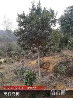 高度400厘米乌梅