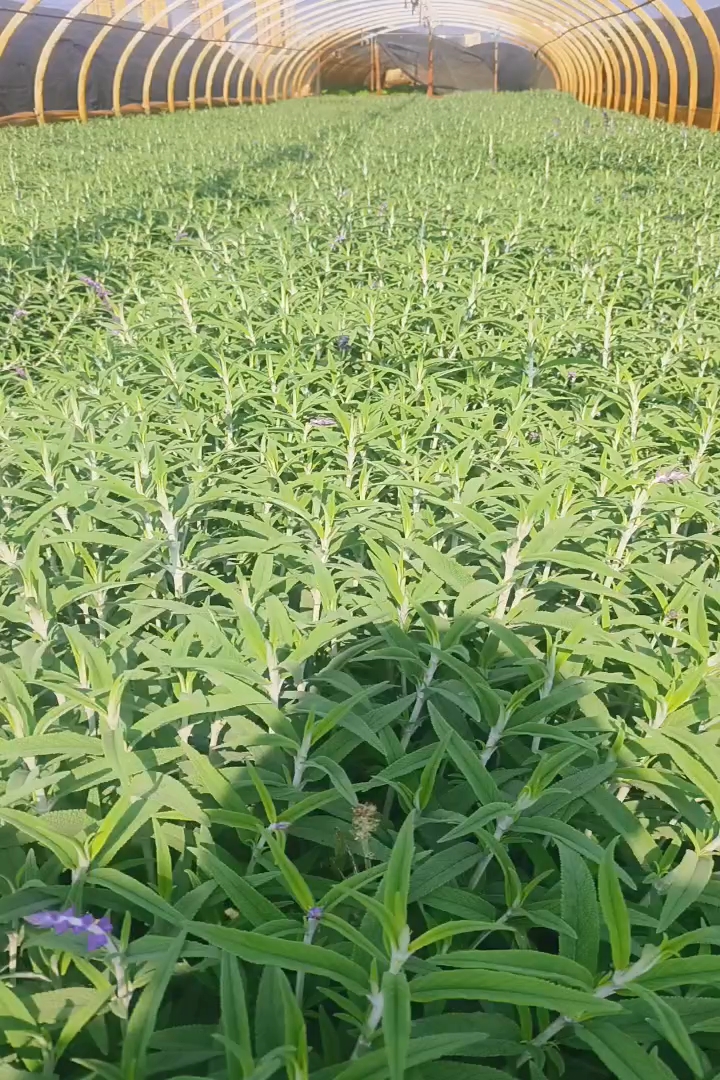 高度30厘米墨西哥鼠尾草