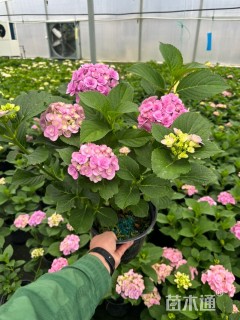 高度60厘米无尽夏绣球