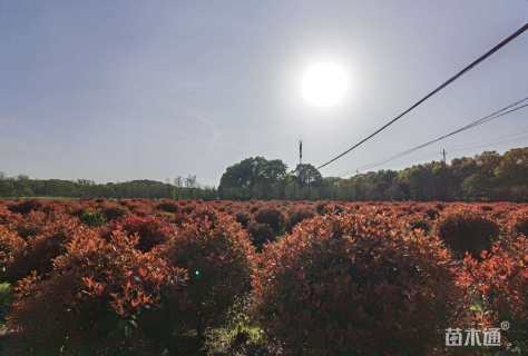冠幅100厘米红叶石楠球