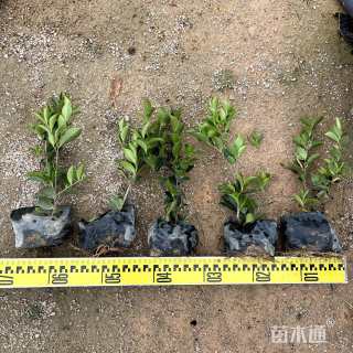 高度30厘米茶梅