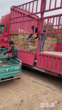 高度21厘米八宝景天