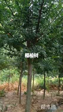 8公分榆树