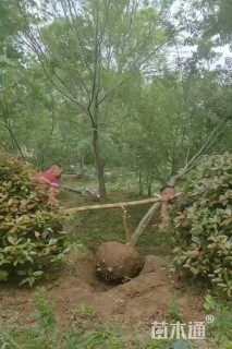 15公分榔榆