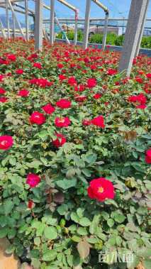 高度40厘米月季