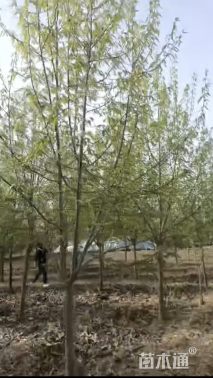 10公分二乔玉兰