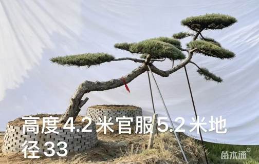 斜杆黑松