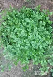 高度5厘米翠云草