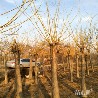 15公分金枝槐