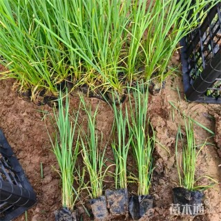 高度40厘米香蒲