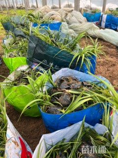 高度25厘米吉祥草