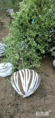 冠幅120厘米火棘球