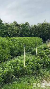 高度100厘米非洲茉莉