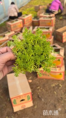 高度20厘米金叶佛甲草