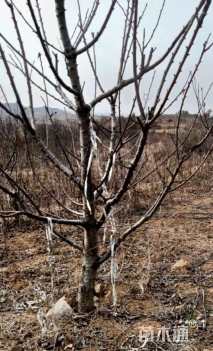 高度2000厘米大樱桃