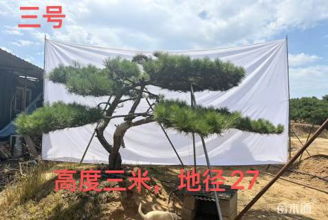27公分造型黑松
