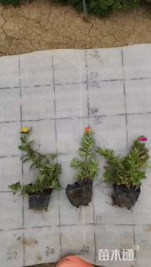 高度15厘米太阳花