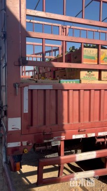 高度40厘米花叶玉蝉花