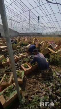 高度18厘米月季小苗