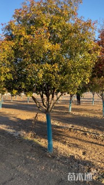 12公分红叶石楠