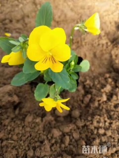 高度12厘米角堇