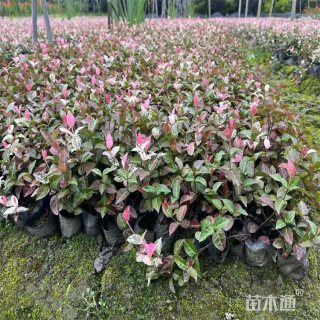 30厘米花叶络石