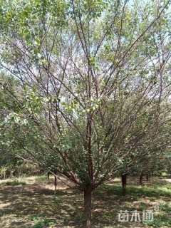 15公分骨里红梅