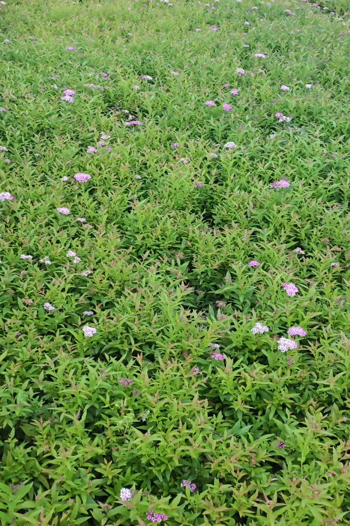 高度30厘米绣线菊