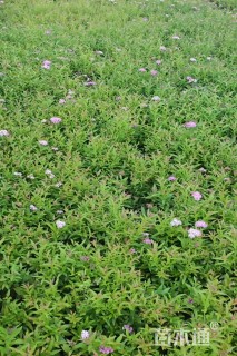 高度30厘米绣线菊
